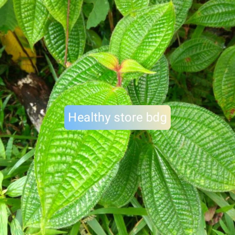 

Daun Senggani Senduduk Atau Harendong 500 Gram