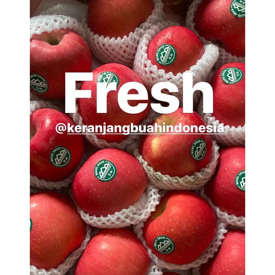 

Buah Segar Apel Wangshan, Fresh Fruits Apel Wangshan