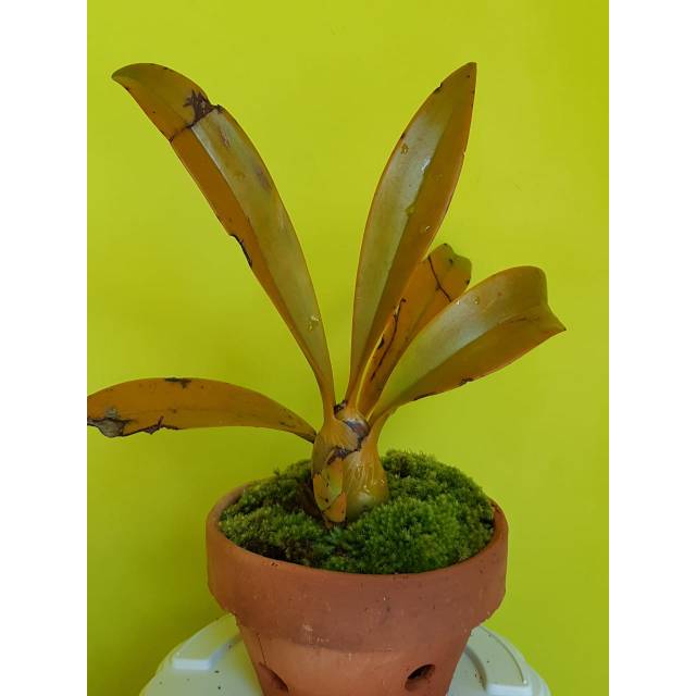 ANGGREK UDANG HUTAN ANGGREK SPESIES HUTAN MURAH