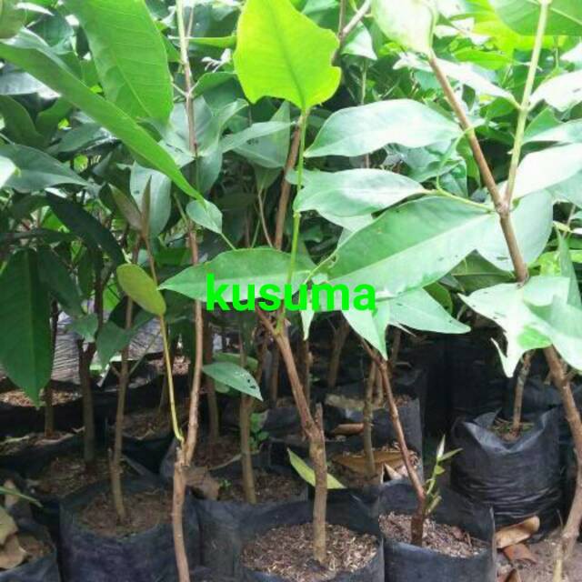 BIBIT JAMBU AIR KUSUMA MERAH (COCOK DI TANAM POT)