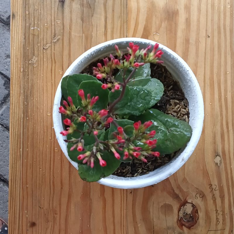 

Calanchoe