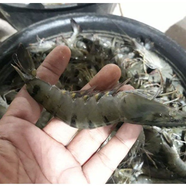 

udang pancet tiger 500 gram isi 20-30 ekor frozen