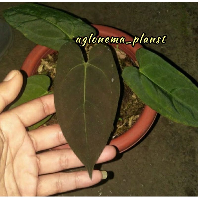 PROMO MURAH Bonggol anthurium papil dark mama