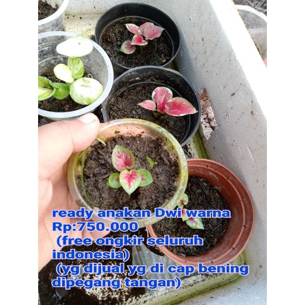 Caladium Dwi warna anakan sehat harga promo
