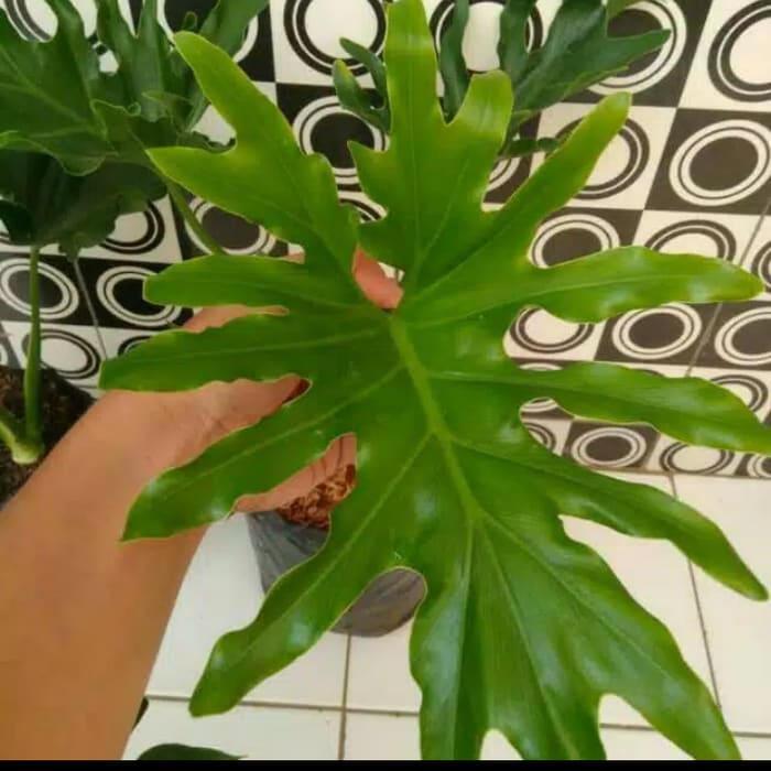 Tanaman Hias Philodendron Selloum - Tanaman Indoor - Pohon Dendrum