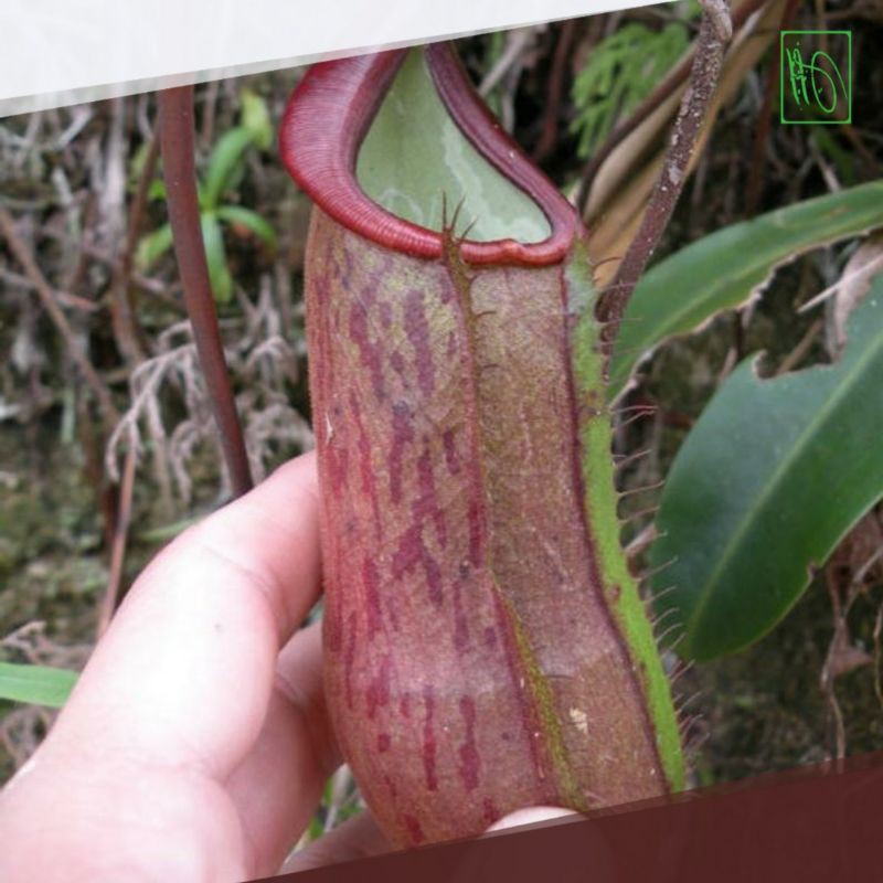 Tanaman Kantong Semar Nepenthes Jumbo