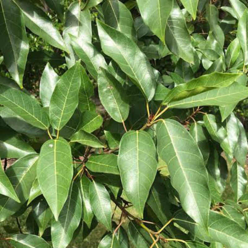 

Daun Loa Segar Fres 500 Gram