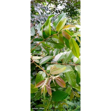 

daun mimba/daun Saman/daun intaran