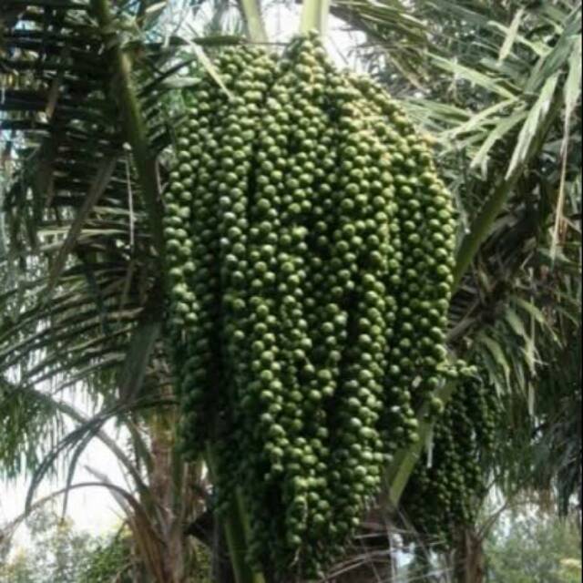 

Akar aren 1kg