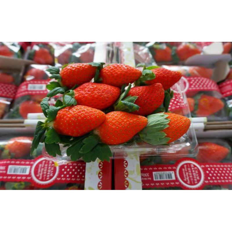 

STRAWBERRY KOREA FRESH 250gram