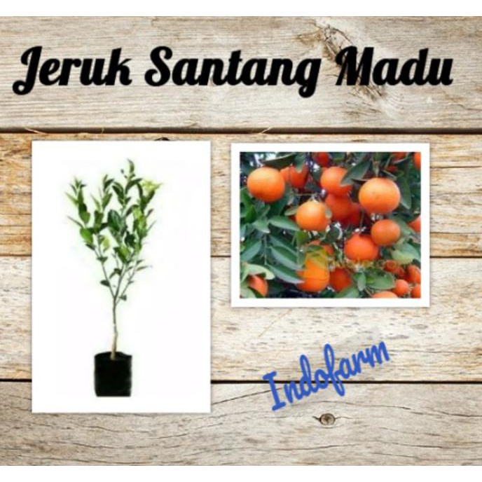 Tanaman Bibit Buah Jeruk Santang Madu