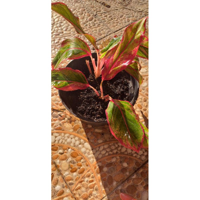 aglonema lipstik merah