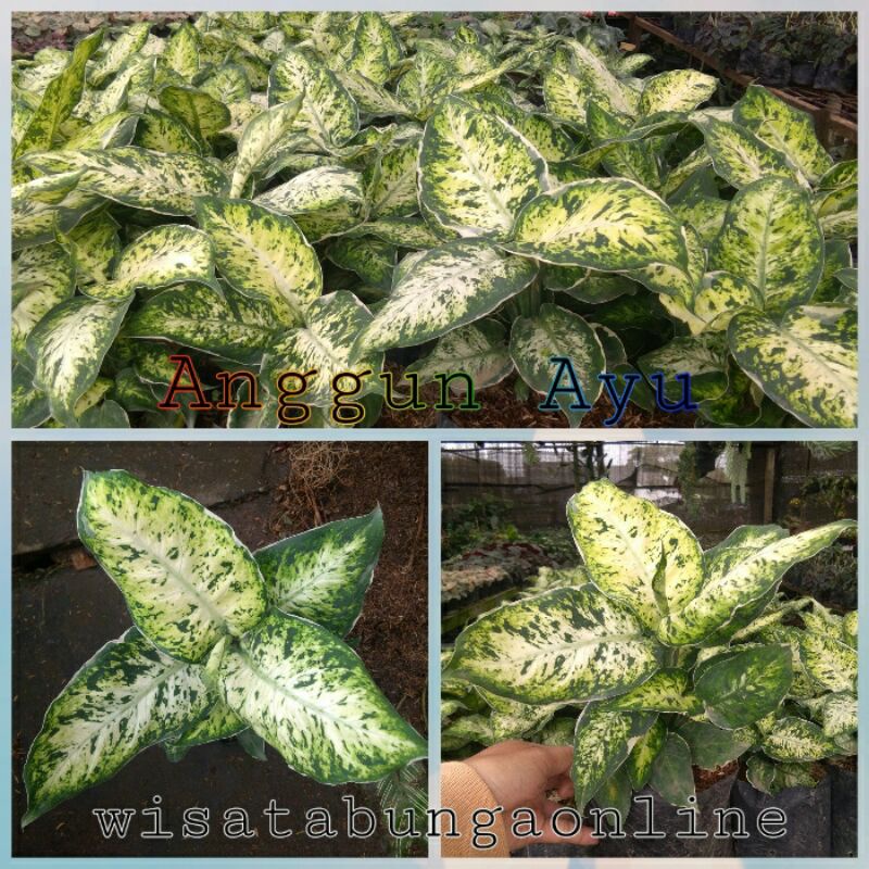 Tanaman Hias Diven Anggun Ayu