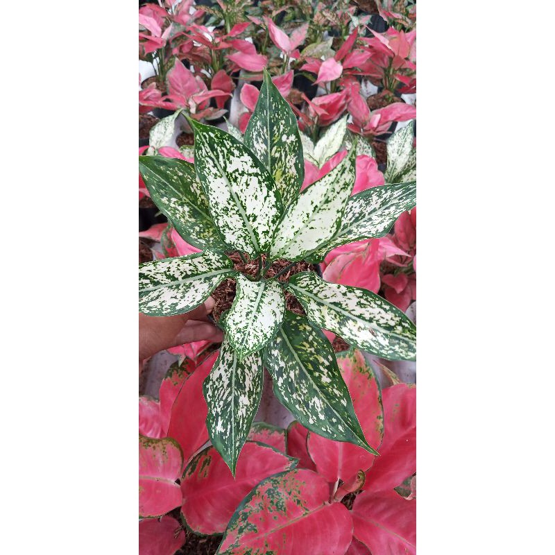 

ahglonema snow white besar