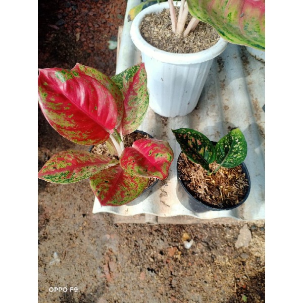 promo murah aglonema mahaseti dan black pos