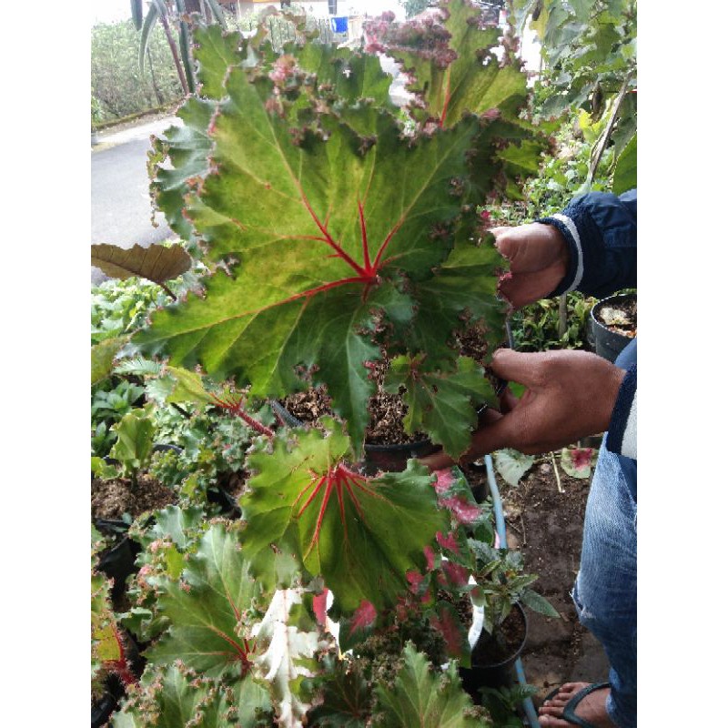 Tanaman Hias Begonia Selat/Tanaman Hias Begonia Keriting