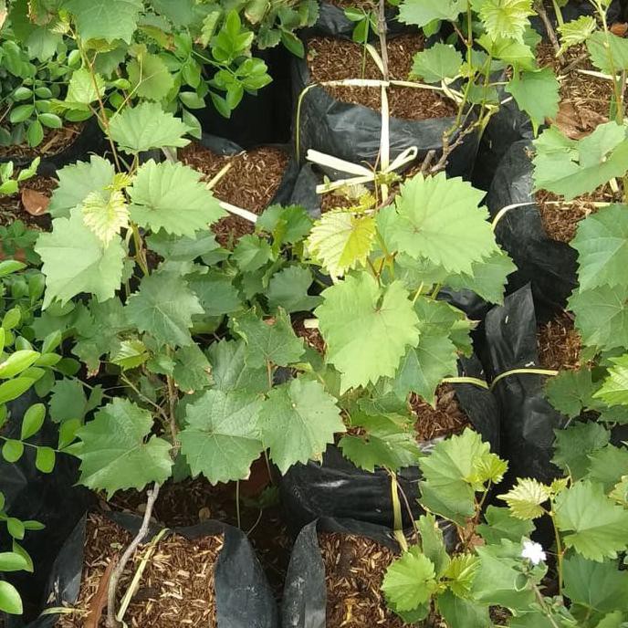 KW1 BIBIT ANGGUR MERAH ORI