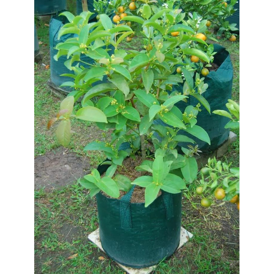Planter Bag 50 Liter