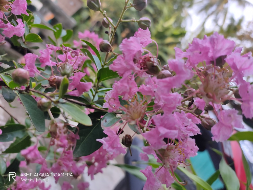 Tanaman Bunga Sakura Lokal Pink