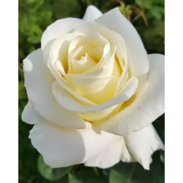 Bibit mawar Holland Putih