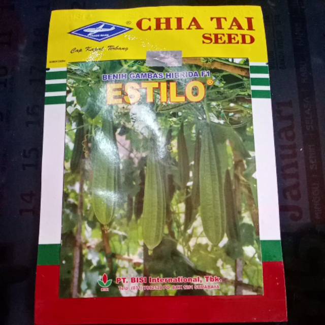 BIBIT BENIH OYONG ATAU GAMBAS ESTILO HIBRIDA F1 (CAP KAPAL TERBANG)