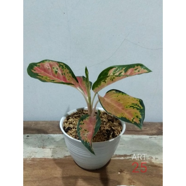 Aglaonema Kochin Tembaga Aglonema Kocin