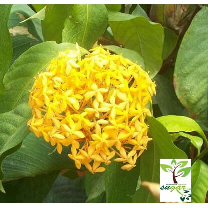 dwarf yellow ixora / ixora williamsii yellow