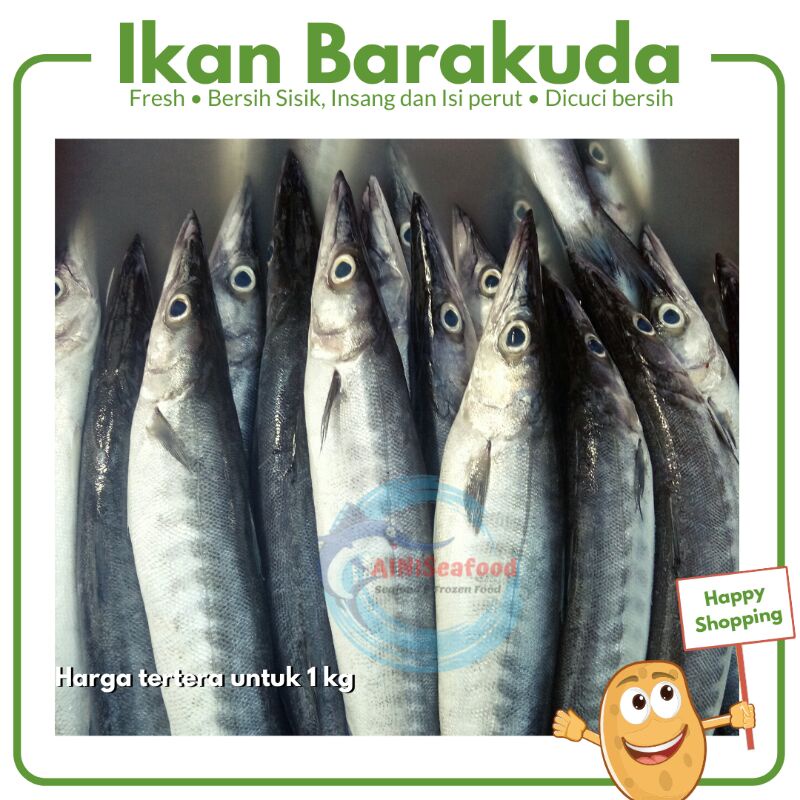 

Ikan barakuda baracuda seafood fresh segar surabaya