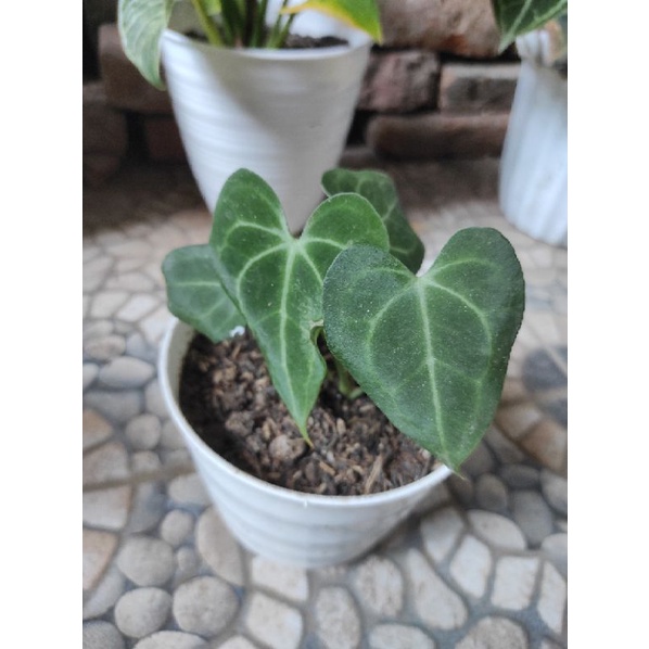 kuping gajah tarantula