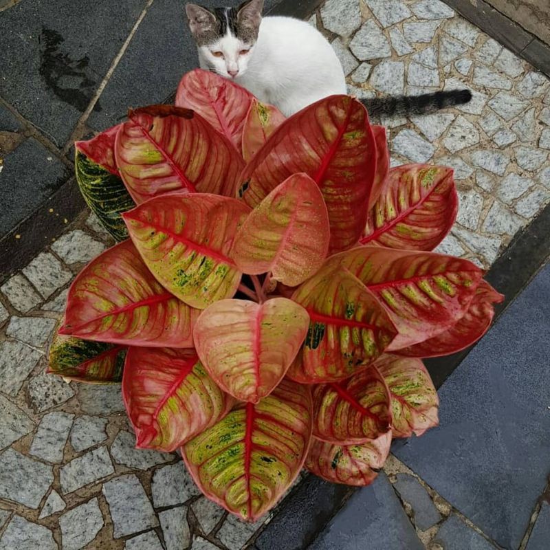 Bonggol aglonema romantic love