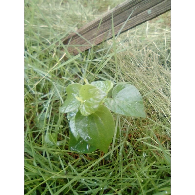 

sirih_china/ daun ketupang air