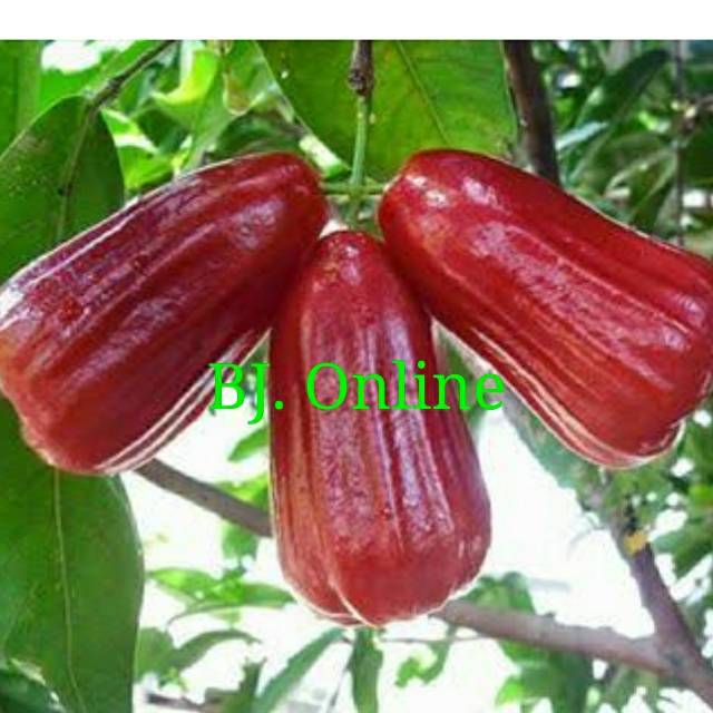 Bibit jambu air lilin merah