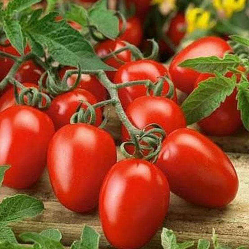 Benih Tomat Cherry Merah Manis Tomat Cherry Tropical Ruby Tomat Cherry Rampai Tomat Cherry Kuning-3
