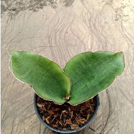 sansevieria mazares