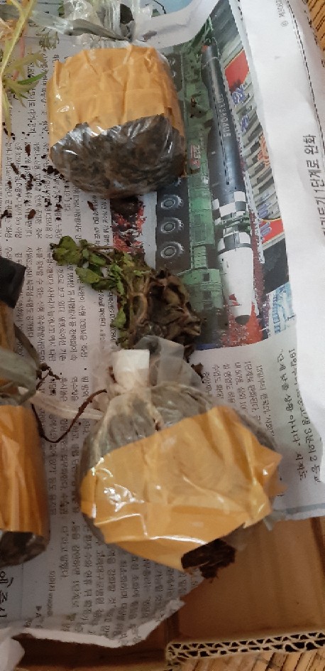 Bibit Tanaman Daun Oregano Herbal Rempah Bumbu Masakan Eropa