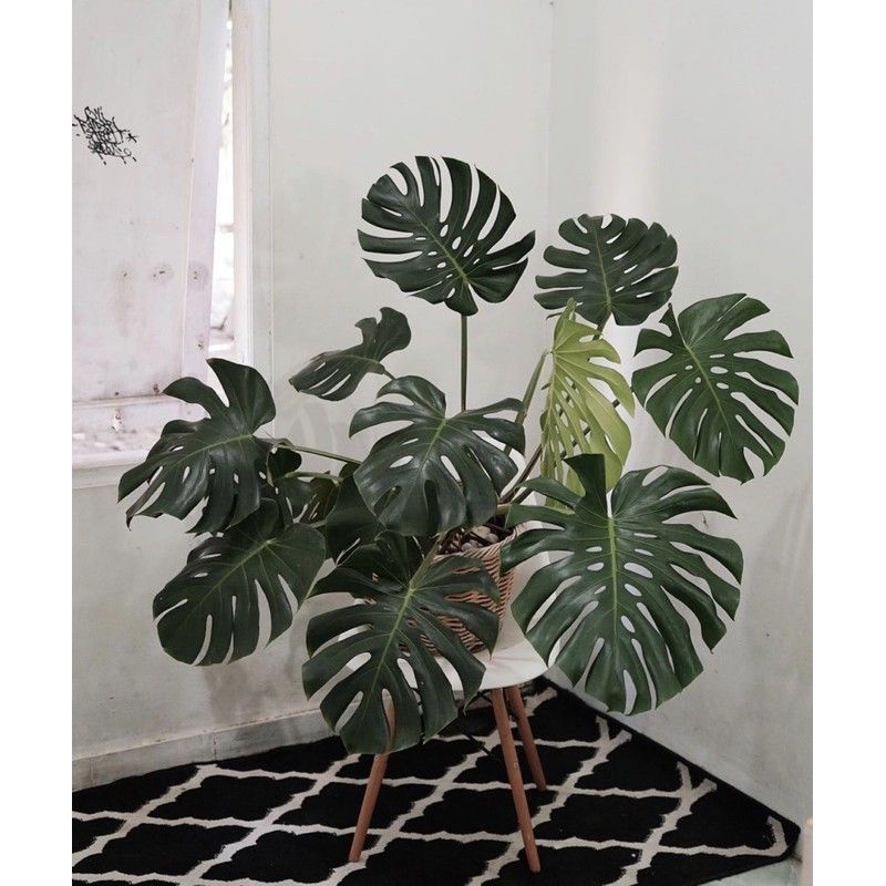 REAL Bonggol monstera king deliciosa-bunga monstera hidup-tanaman hidup-bunga hidup-bunga hiasan