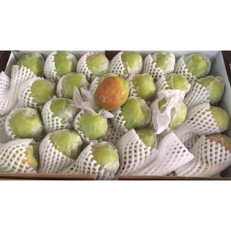 

Pir Xiangli Pear [ 500 gram ]