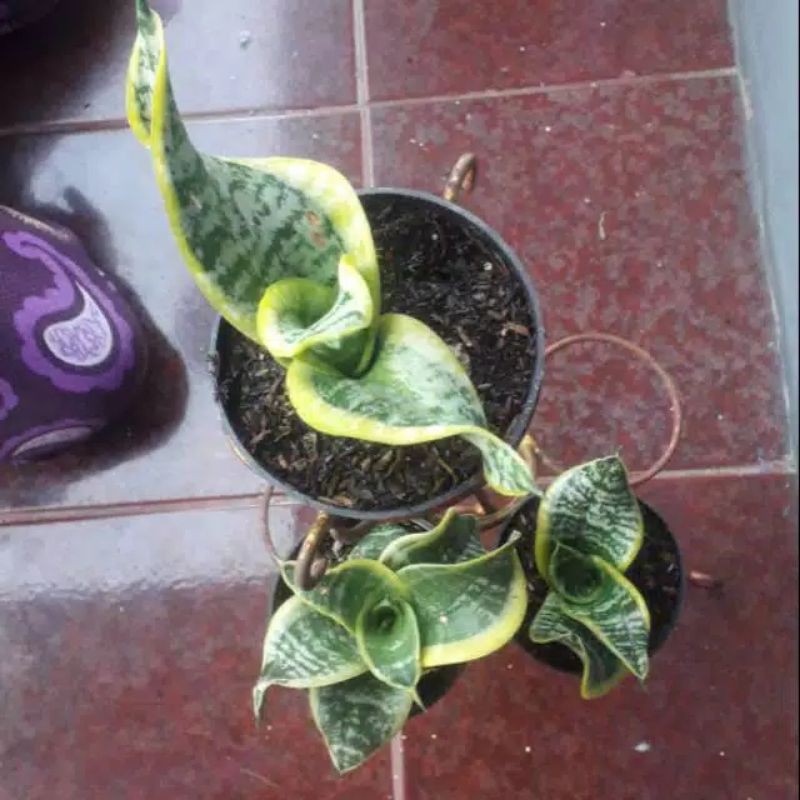 sensiviera twister - lidah mertua