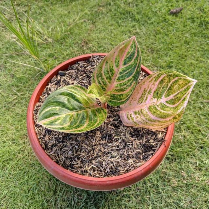 Aglonema rinjani anakan termurah