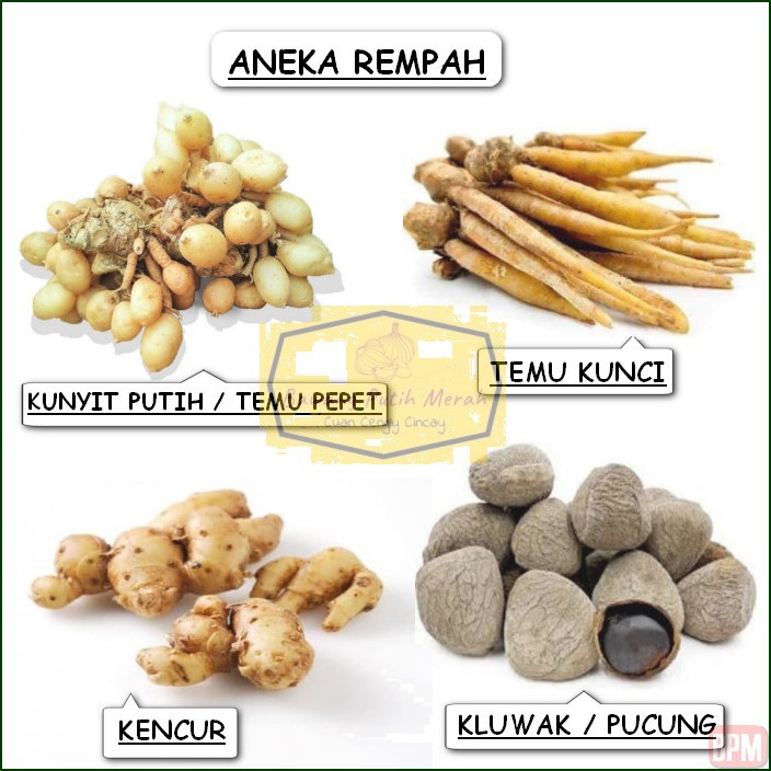 

TEMU KUNCI EMPON PEPET KUNYIT PUTIH KENCUR KELUAK KLUWAK KLUWEK PUCUNG KERING SEGAR ASLI MURAH 1KG