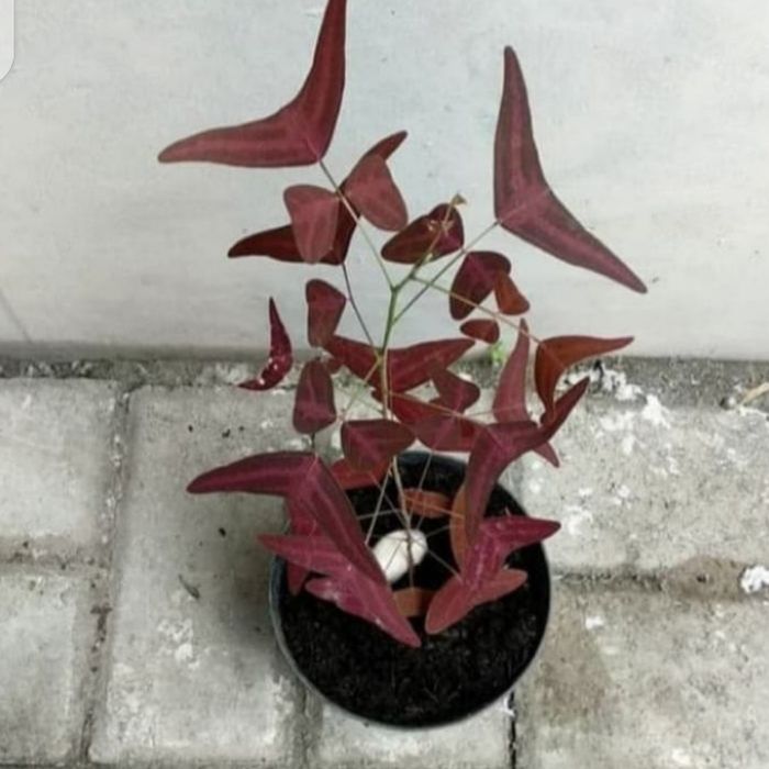 tanaman hias oxalis kupu-kupu batik merah