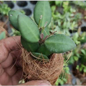 hoya noid, ukuran kecil