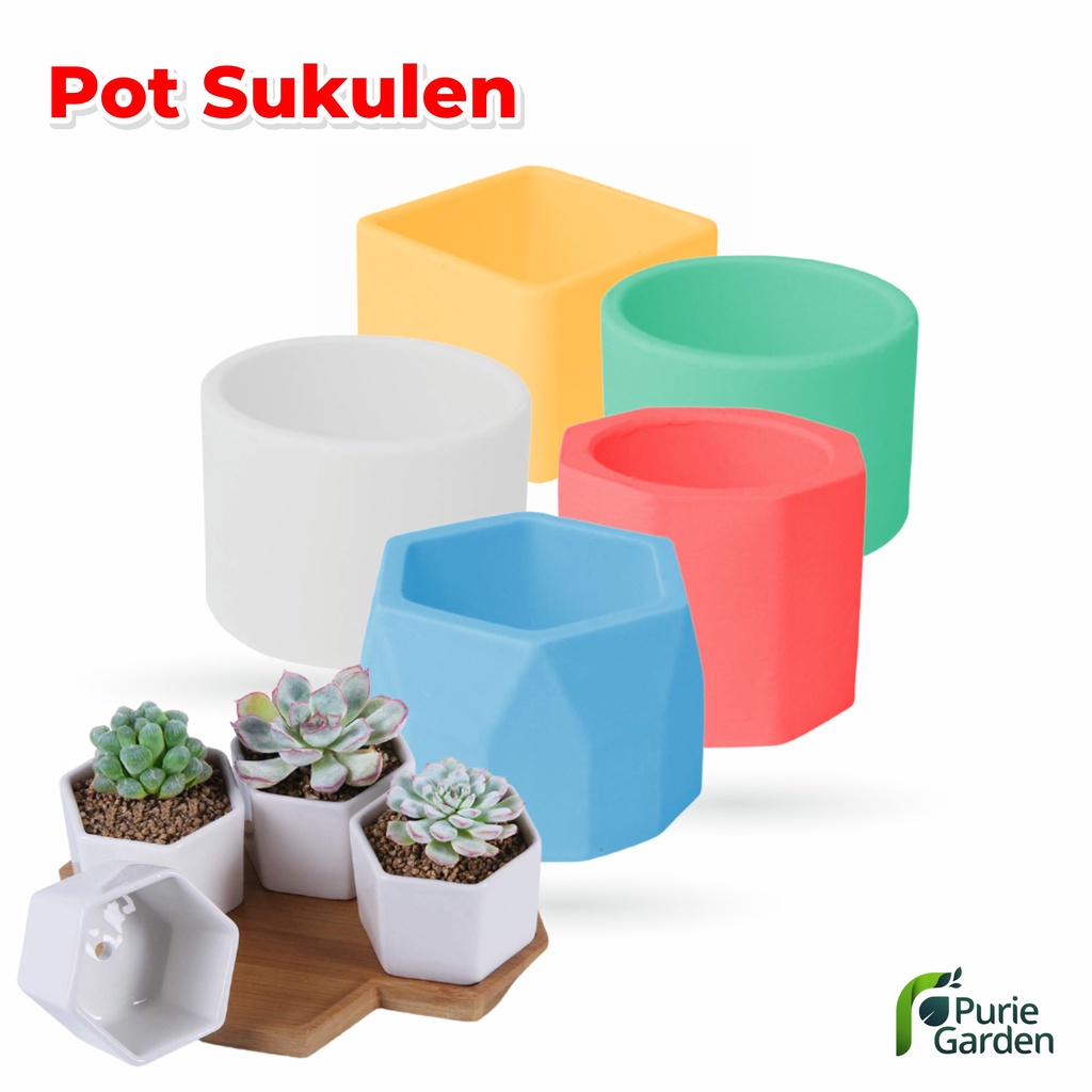 Pot Semen Mini Kaktus Sukulen Pot Mini Cantik PG SBY