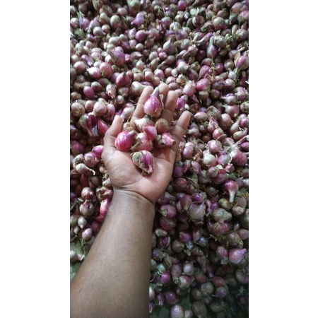 

bawang merah super fress lokal Pati