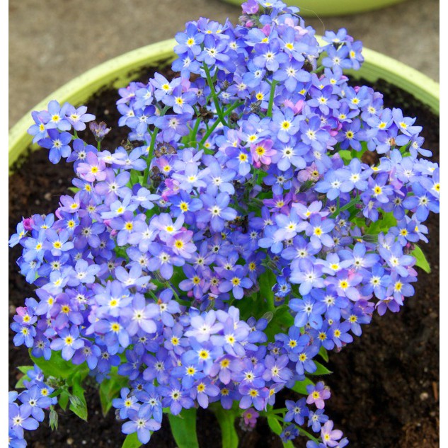 Bibit Benih Biji Bunga Forget Me Not Flower - Bibit Tanaman Pohon Bunga Forget Me-Biji Forget Me-COD