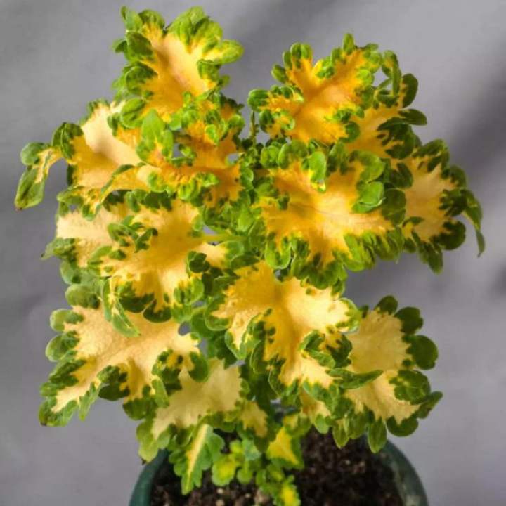 【Bayar Ditempat】MIANA EKOR NAGA KUNING COLEUS PREMIUM Bisa Pilih Warna Dan Jenis Lainnya HIJAU TAMAN