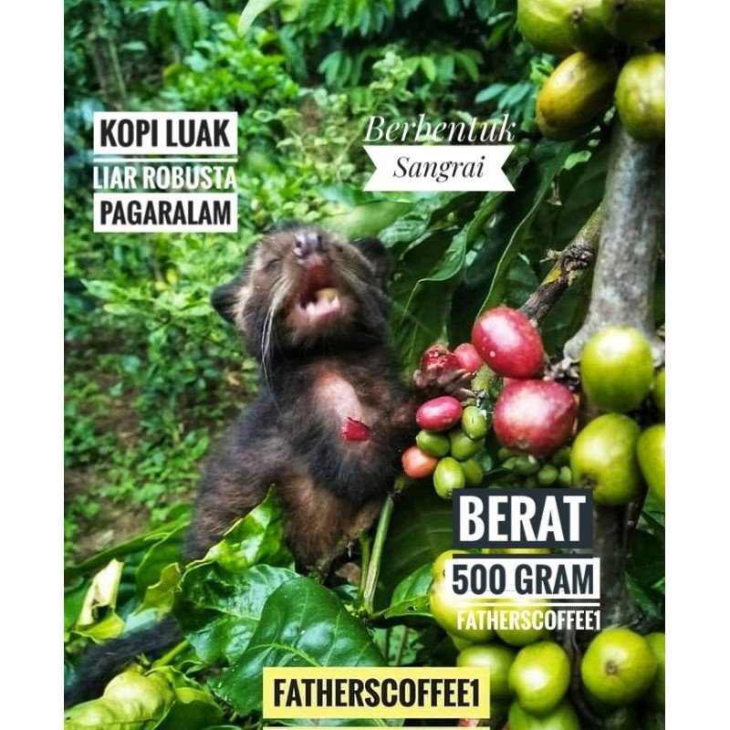 

Kopi Bubuk Robusta Luar Liar Pagaralam Berat 500 Gram Biji Roasted beanTerlaris glosiran Terenda Termurah