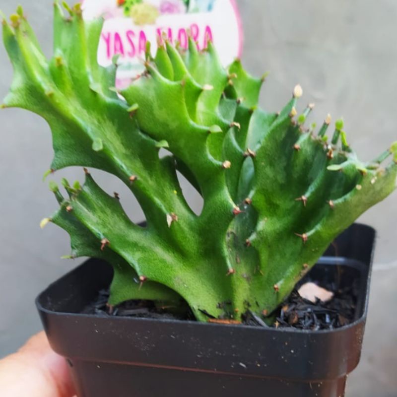 kaktus euphorbia lactea