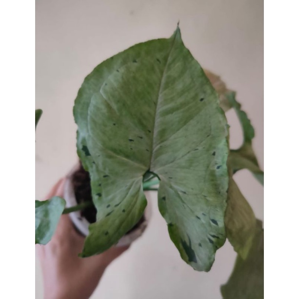 Syngonium Green splash