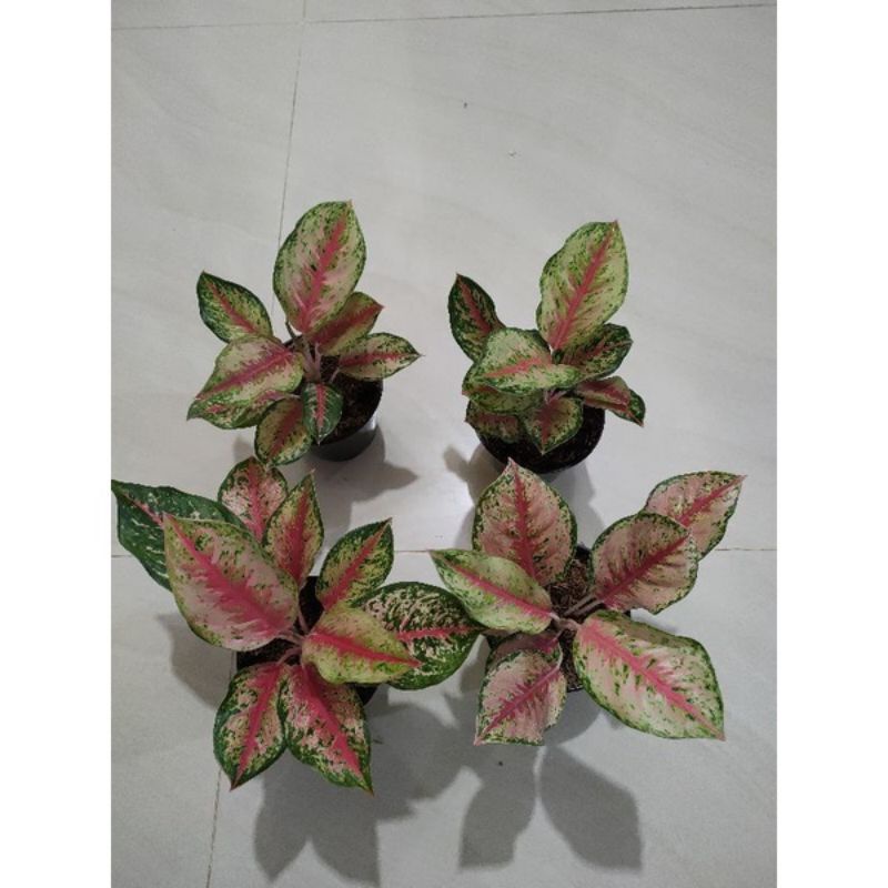 aglonema sweet dream anakan